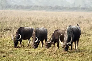 Buffalos Prints: Picture No. 10889964