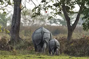 Unicornis Prints: Picture No. 10889977