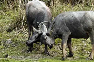 Buffalos Prints: Picture No. 10889991