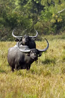 Buffalos Prints: Picture No. 10890016