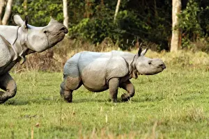 Unicornis Prints: Picture No. 10890029