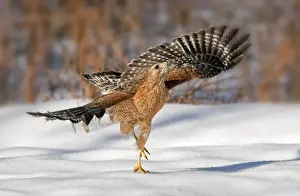 Buteo Prints: Picture No. 10890036
