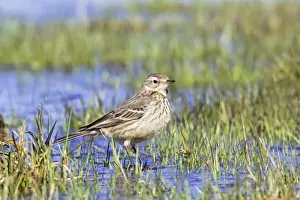 Pipit Prints: Picture No. 10890040