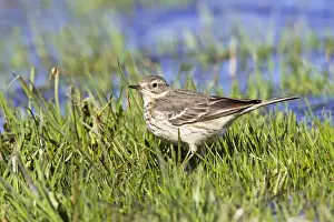 Pipit Prints: Picture No. 10890041