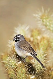 Amphispiza Collection: Picture No. 10890052