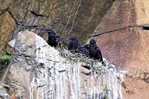 Corvus Prints: Picture No. 10890057