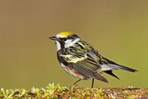 Dendroica Prints: Picture No. 10890063