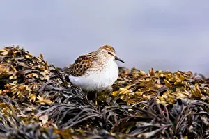 Sandpiper Prints: Picture No. 10890071