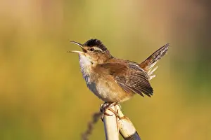 Palustris Prints: Picture No. 10890072