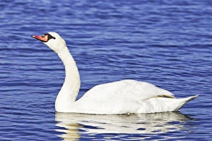 Images Dated 29th December 2011: Picture No. 10890076