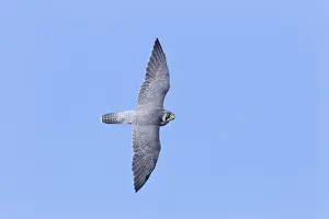 Falco Prints: Picture No. 10890090