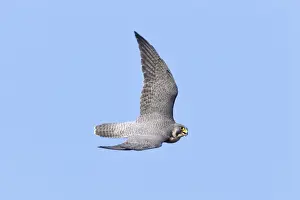 Peregrine Prints: Picture No. 10890091