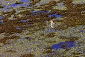 Peregrine Prints: Picture No. 10890092