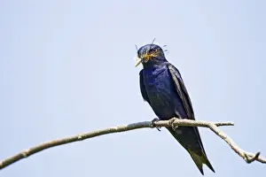 Picture No. 10890096