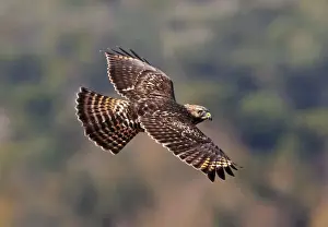 Buteo Prints: Picture No. 10890104