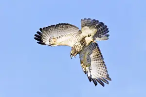 Buteo Prints: Picture No. 10890105