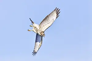 Buteo Prints: Picture No. 10890106