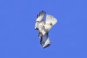 Buteo Prints: Picture No. 10890108