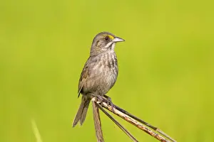 Ammodramus Prints: Picture No. 10890115