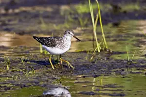 Sandpiper Prints: Picture No. 10890121