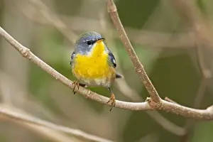 Parula Prints: Picture No. 10890126