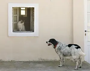 Stray Prints: Picture No. 10890152