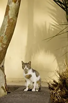 Stray Prints: Picture No. 10890160