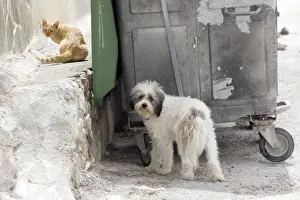 Stray Prints: Picture No. 10890177