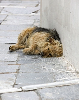 Images Dated 9th April 2012: Picture No. 10890181