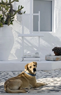 Images Dated 9th April 2012: Picture No. 10890182