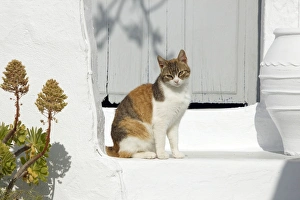 Images Dated 9th April 2012: Picture No. 10890183