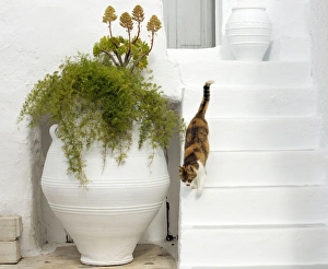 Images Dated 9th April 2012: Picture No. 10890187
