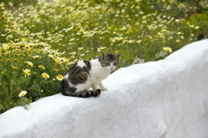 Images Dated 9th April 2012: Picture No. 10890192