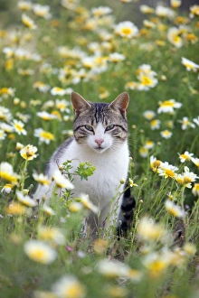 Images Dated 9th April 2012: Picture No. 10890193