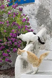 Stray Prints: Picture No. 10890195