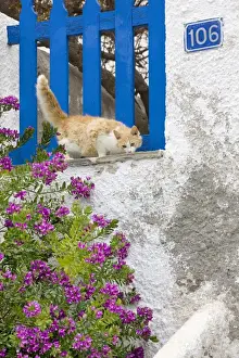Stray Prints: Picture No. 10890196