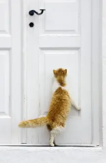Stray Prints: Picture No. 10890197
