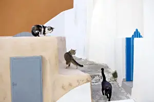 Stray Prints: Picture No. 10890200
