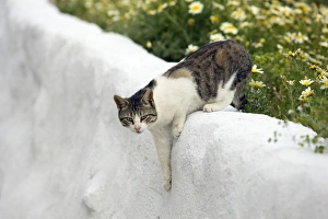 Images Dated 9th April 2012: Picture No. 10890217