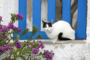 Picture No. 10890227