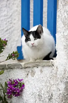Stray Prints: Picture No. 10890228