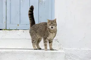 Stray Prints: Picture No. 10890232