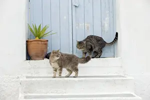 Stray Prints: Picture No. 10890235