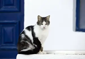 Stray Prints: Picture No. 10890236