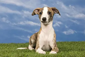 Whippet Prints: Picture No. 10890304
