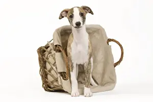 Whippet Prints: Picture No. 10890310