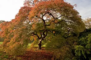 Acer Prints: Picture No. 10890329