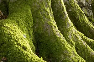 Mossy Prints: Picture No. 10890350