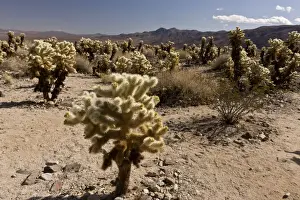 Cholla Prints: Picture No. 10890370