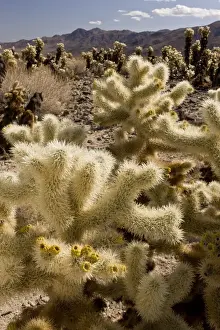 Cholla Prints: Picture No. 10890371